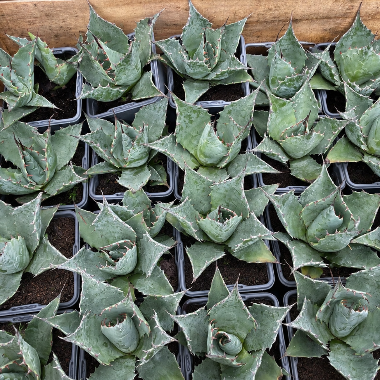 Obrázok Agáve (Agave parrasana) ´GLOBE´ - výška 5 cm, ⌀10 cm, kont. P11 (-15°C)